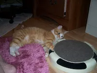 Felix, photo 8