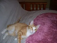 Felix, photo 7