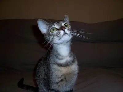 Harlow, adopted from Cats For Life Houston