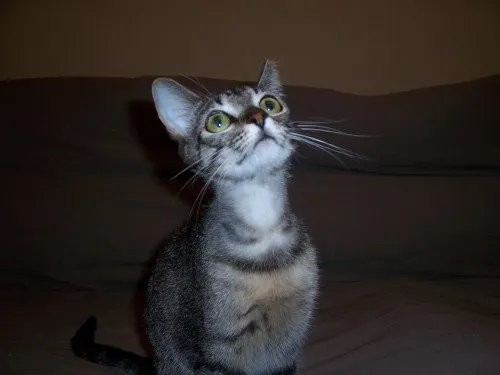 Harlow, adopted from Cats For Life in Houston, Texas