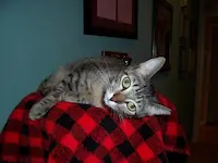 Harlow, photo 2