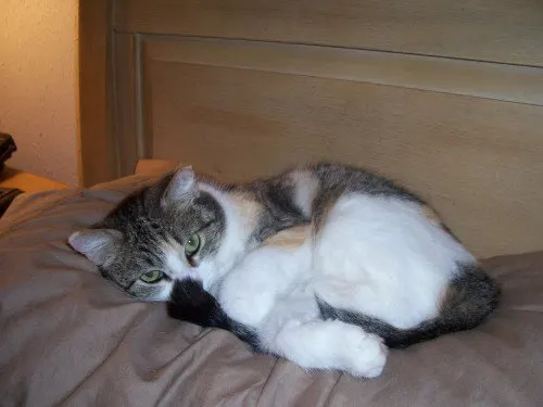 Julia, adopted from Cats For Life in Houston, Texas