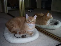 Tyson, photo 2