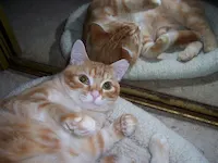 Tyson, photo 4