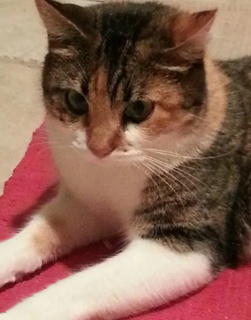 Maddie, adopted from Cats For Life in Houston, Texas