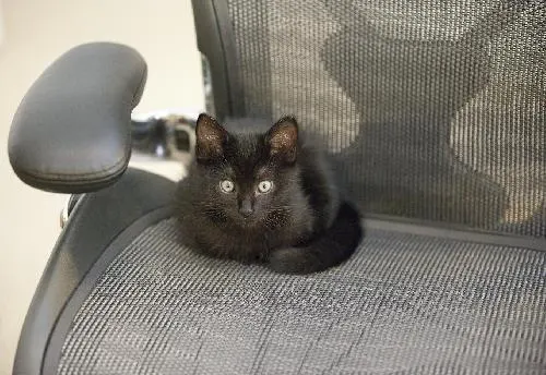 Riley, adopted from Cats For Life in Houston, Texas