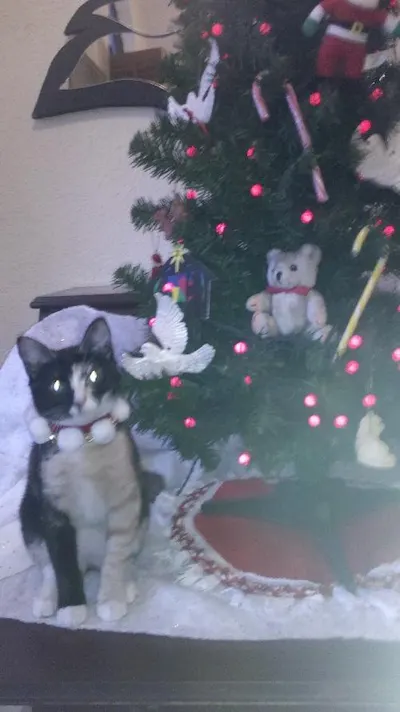 Nicole, adopted from Cats For Life Houston
