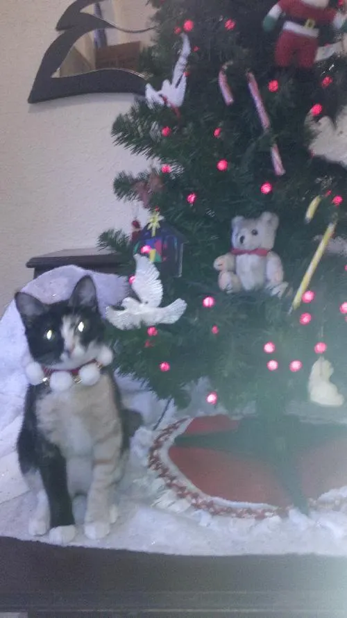 Nicole, adopted from Cats For Life in Houston, Texas