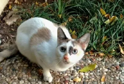 Miss Cali, adopted from Cats For Life Houston