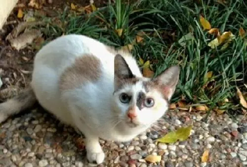 Miss Cali, adopted from Cats For Life in Houston, Texas