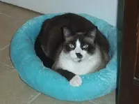 Bandit, photo 4