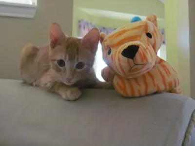 Pumpkin, adopted from Cats For Life Houston