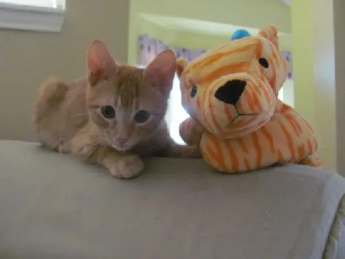 Pumpkin, adopted from Cats For Life in Houston, Texas