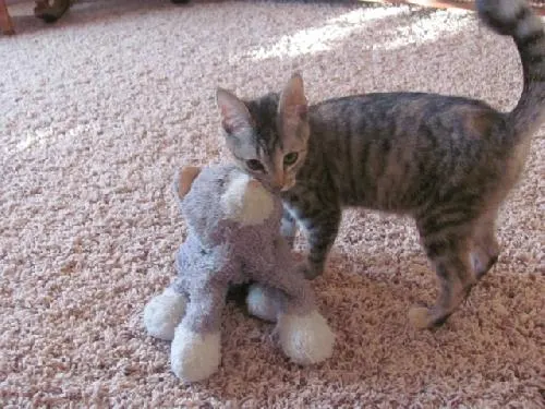 Gabby, adopted from Cats For Life in Houston, Texas