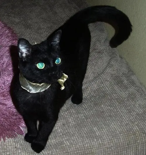 Annabelle, adopted from Cats For Life in Houston, Texas