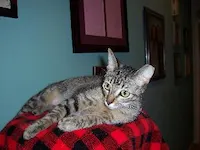 Harlow, photo 4