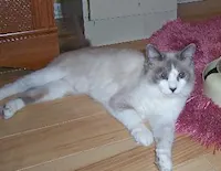 Snowflake, photo 5