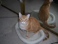 Tyson, photo 5