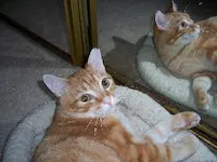 Tyson, photo 6