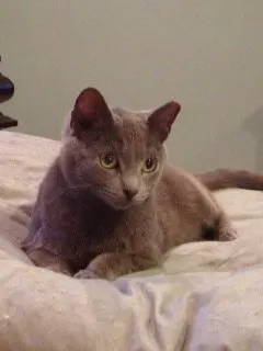 Smoky, adopted from Cats For Life in Houston, Texas