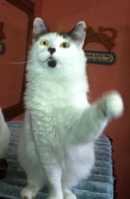 Moby, adopted from Cats For Life in Houston, Texas
