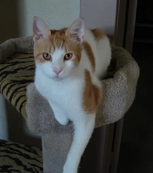 Rudy, adopted from Cats For Life in Houston, Texas