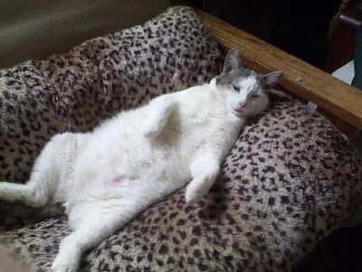 Haylon, adopted from Cats For Life Houston