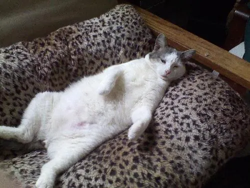 Haylon, adopted from Cats For Life in Houston, Texas