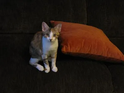 Hannah, adopted from Cats For Life Houston