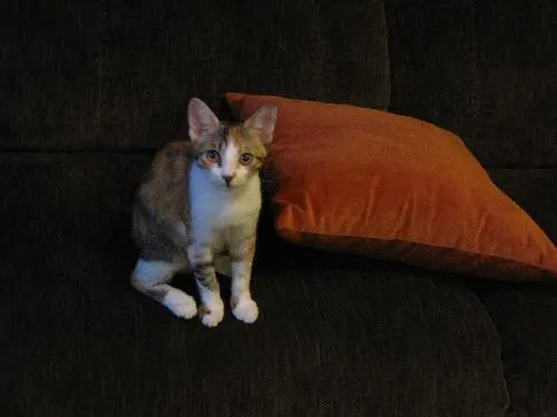 Hannah, adopted from Cats For Life in Houston, Texas