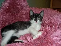 Gidget Goes Hawaiian, photo 3