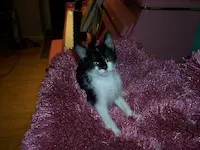 Gidget Goes Hawaiian, photo 5
