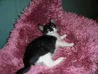 Gidget Goes Hawaiian, photo 6