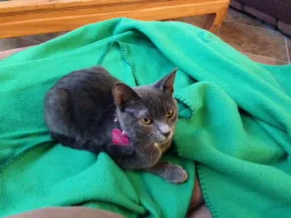 Stormy, adopted from Cats For Life in Houston, Texas