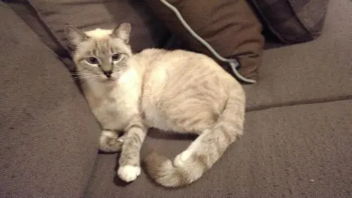 Blondie, adopted from Cats For Life in Houston, Texas