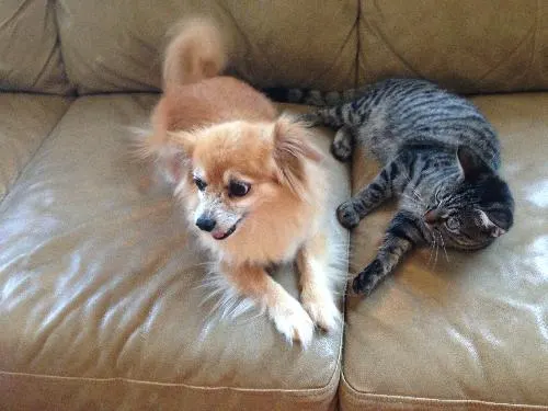 Thumbelina, adopted from Cats For Life in Houston, Texas