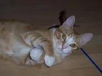Felix, photo 2