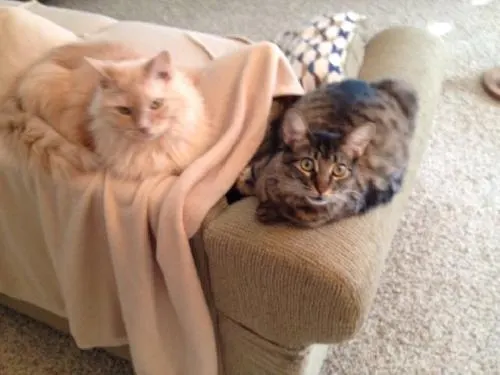 Kiera, adopted from Cats For Life in Houston, Texas
