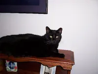 Alexis, photo 3
