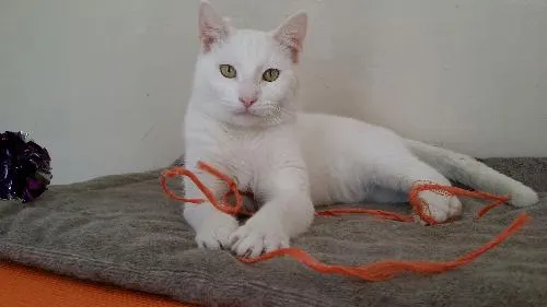 Rohan, adopted from Cats For Life in Houston, Texas