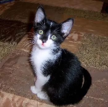 Gidget Goes Hawaiian, adopted from Cats For Life in Houston, Texas