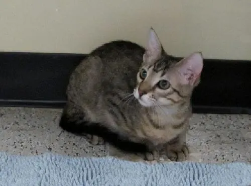 Harpo, adopted from Cats For Life in Houston, Texas