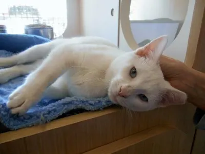 Gilda, adopted from Cats For Life Houston