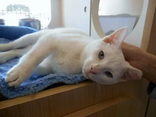 Gilda, adopted from Cats For Life in Houston, Texas