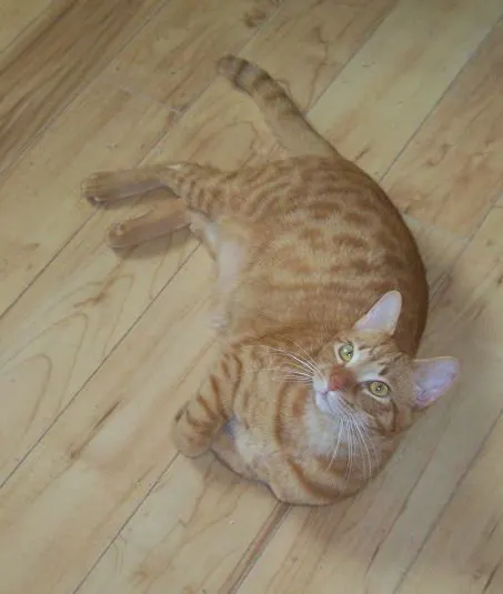 Mango, adopted from Cats For Life in Houston, Texas
