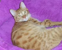 Mango, photo 3
