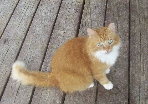 Candace, adopted from Cats For Life in Houston, Texas