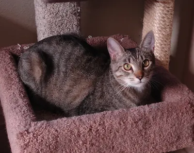 Mikey, adopted from Cats For Life Houston