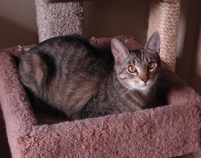 Mikey, adopted from Cats For Life in Houston, Texas
