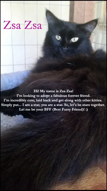 ZsaZsa, adopted from Cats For Life in Houston, Texas